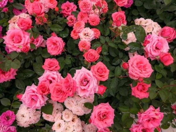 花卉种植前景怎么样_花卉种植赚钱吗