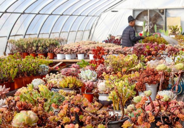 花卉种植前景怎么样_花卉种植赚钱吗