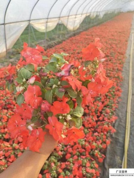 花卉种植前景怎么样_花卉种植赚钱吗