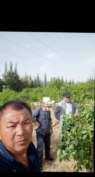新疆红枣前景怎么样_新疆红枣种植赚钱吗