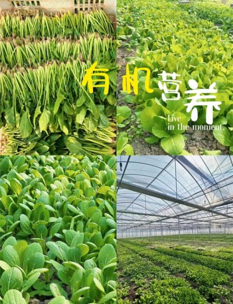 有机蔬菜真的更健康吗_如何挑选有机蔬菜