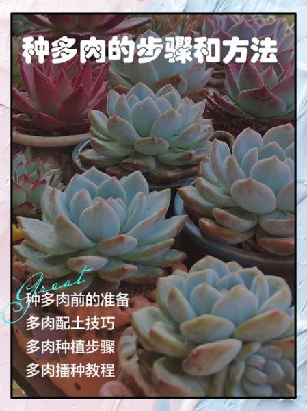 多肉植物市场未来五年赚钱吗_新手如何切入多肉行业