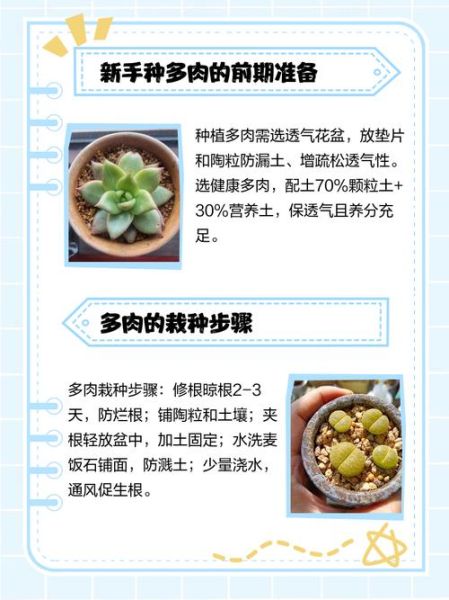 多肉植物市场未来五年赚钱吗_新手如何切入多肉行业