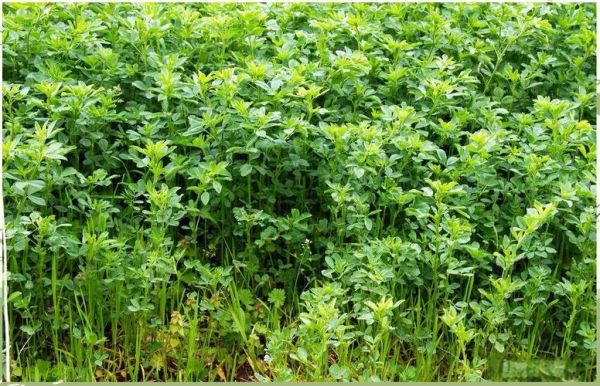 种植苜蓿赚钱吗_苜蓿种植前景如何