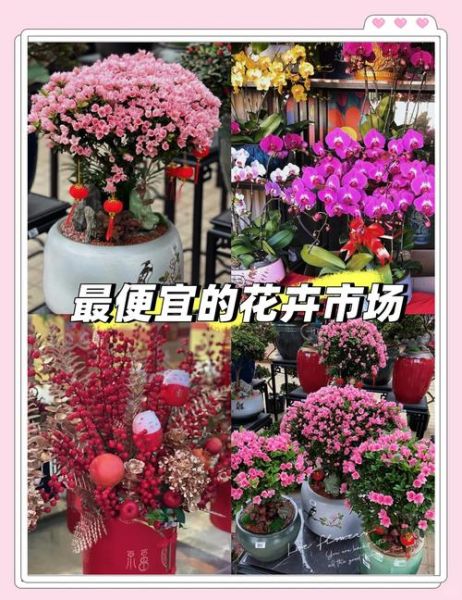 花卉应用前景有哪些_花卉创业怎么起步