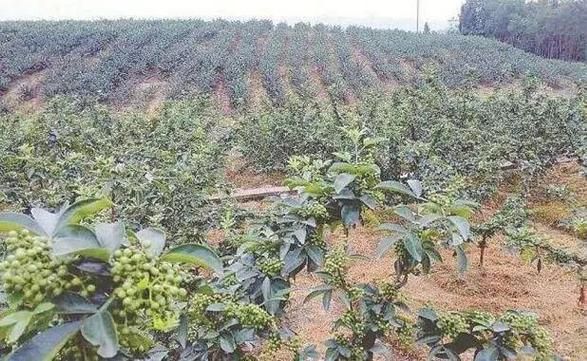 中国花椒未来前景怎么样_花椒种植赚钱吗
