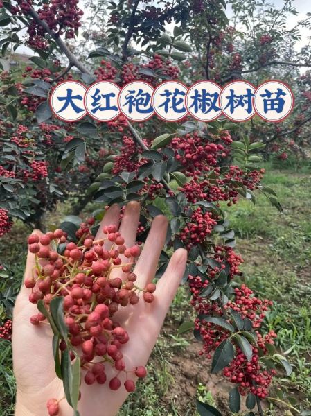 中国花椒未来前景怎么样_花椒种植赚钱吗