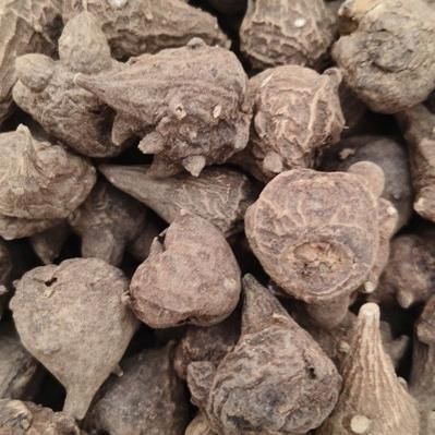 乌药价格走势_乌药种植前景怎么样