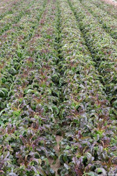 白芷种植前景如何_白芷价格走势预测