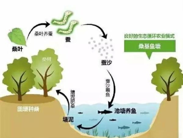 生态农业发展前景如何_生态农业有哪些盈利模式