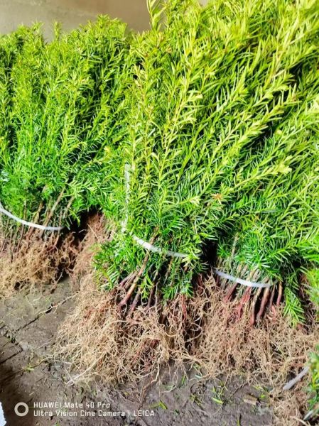 红豆杉种植前景如何_红豆杉市场价值高吗