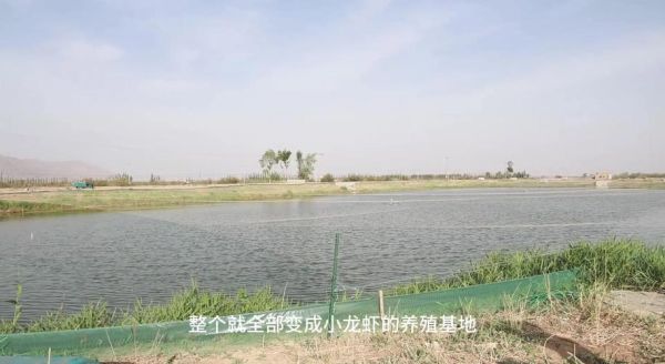 龙虾养殖赚钱吗_龙虾市场前景怎么样