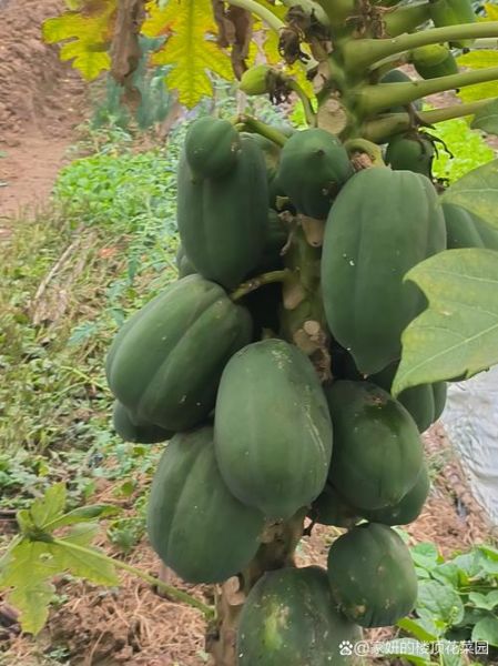 木瓜种植前景怎么样_木瓜种植赚钱吗