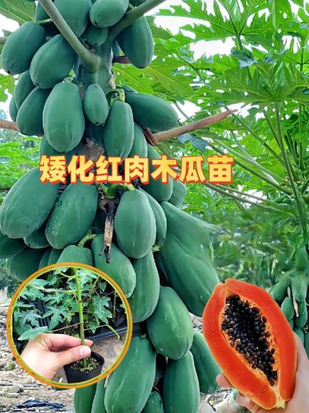 木瓜种植前景怎么样_木瓜种植赚钱吗