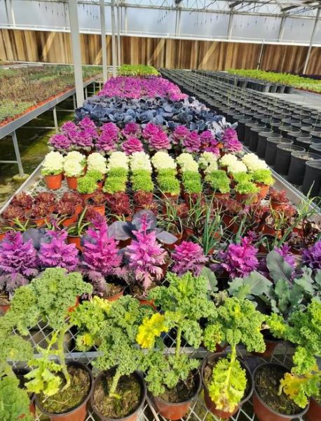 蔬菜种植赚钱吗_2024蔬菜市场前景如何