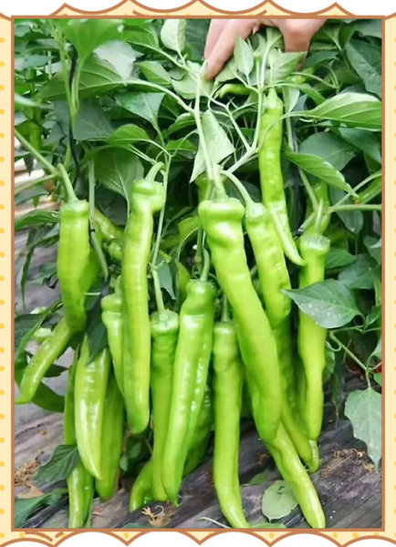 蔬菜种植赚钱吗_2024蔬菜市场前景如何