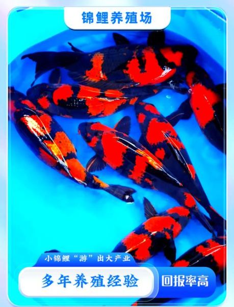 锦鲤养殖赚钱吗_锦鲤市场前景如何