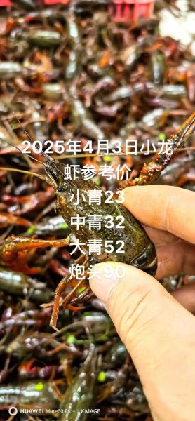 虾子养殖赚钱吗_2024年虾价走势预测