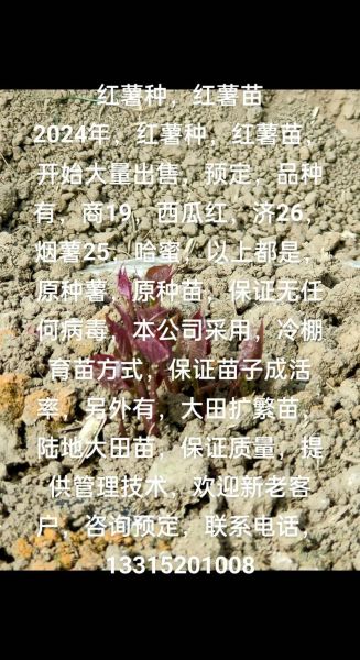 番薯前景怎么样_2024年种植能赚钱吗