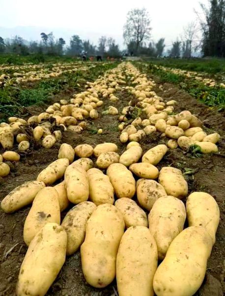 洋芋种植前景如何_洋芋未来市场趋势