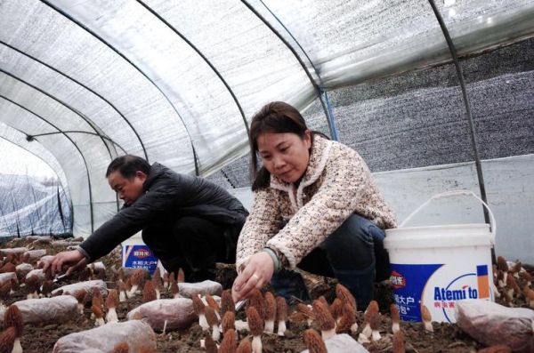 养菌前景怎么样_养菌赚钱吗