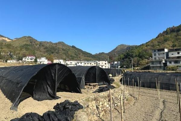 养菌前景怎么样_养菌赚钱吗