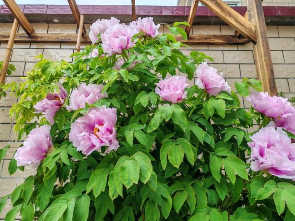 中国花卉市场前景如何_2024年种什么花最赚钱