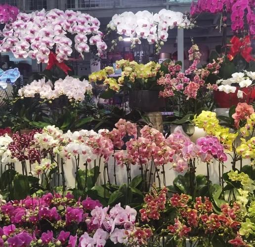 中国花卉市场前景如何_2024年种什么花最赚钱