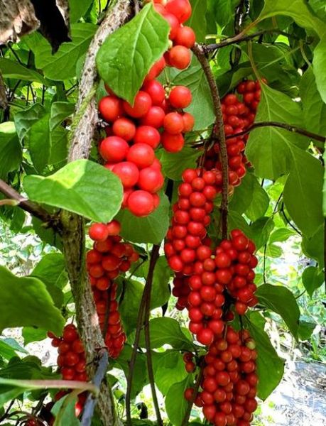 五味子种植前景如何_五味子市场前景怎么样