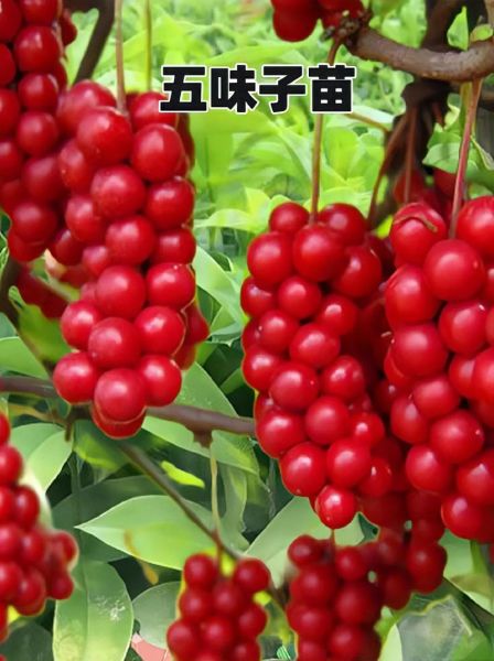 五味子种植前景如何_五味子市场前景怎么样