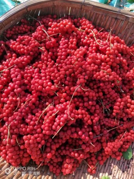 五味子种植前景如何_五味子市场前景怎么样