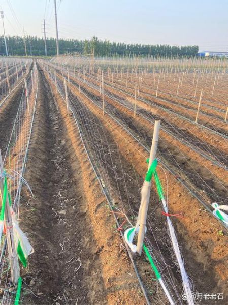 山药种植前景怎么样_山药市场未来五年走势