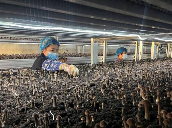 食用菌种植前景如何_食用菌深加工有哪些商机