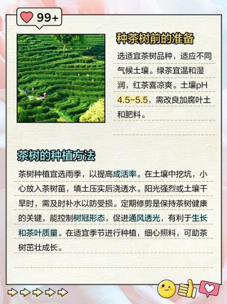 茶叶种植前景怎么样_茶叶种植赚钱吗