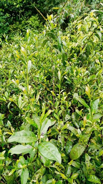 茶叶种植前景怎么样_茶叶种植赚钱吗