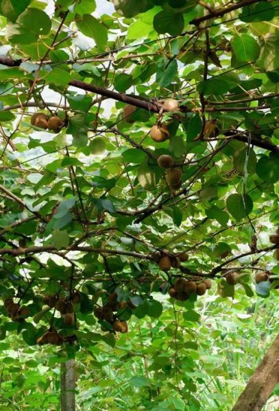 猕猴桃种植前景怎么样_猕猴桃市场前景如何