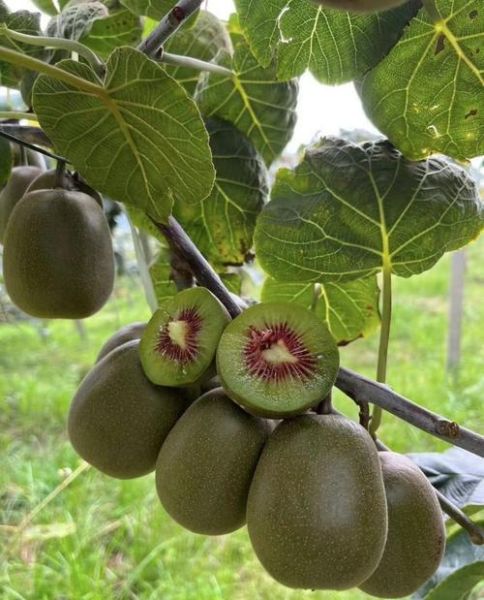 猕猴桃种植前景怎么样_猕猴桃市场前景如何