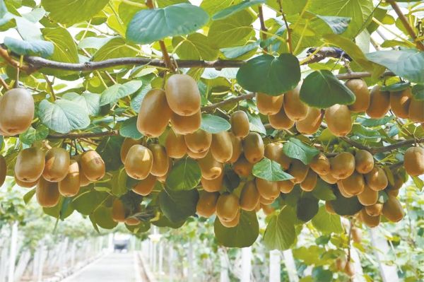 猕猴桃种植前景怎么样_猕猴桃市场前景如何