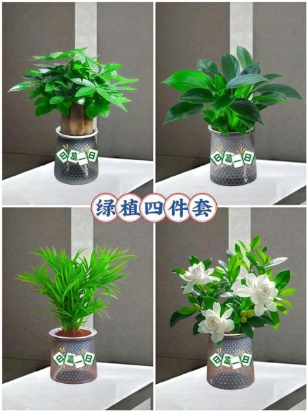 绿植行业前景怎么样_新手如何入局