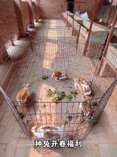 2017年獭兔养殖前景如何_獭兔养殖利润分析