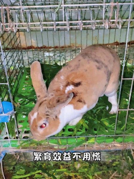 2017年獭兔养殖前景如何_獭兔养殖利润分析