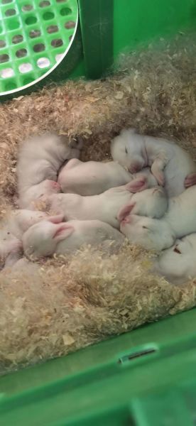 2017年獭兔养殖前景如何_獭兔养殖利润分析