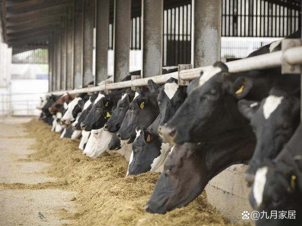 2024年养殖行业前景如何_新手适合养什么赚钱