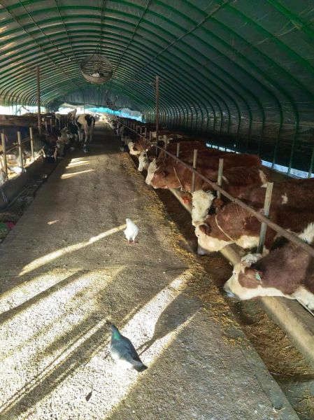 2024年养殖行业前景如何_新手适合养什么赚钱