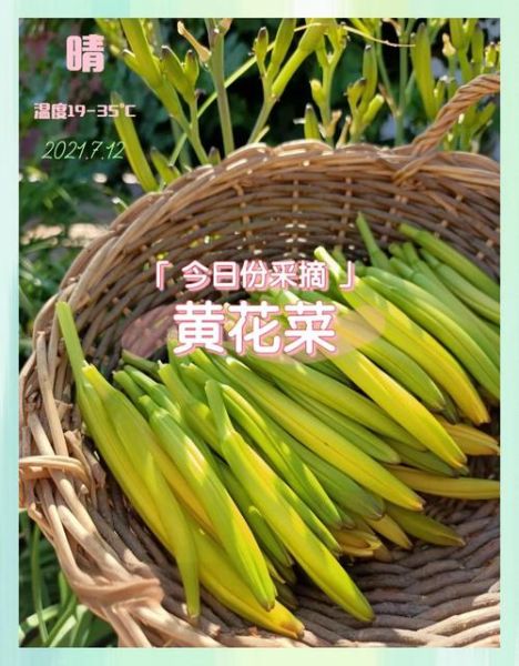 2017年黄花菜种植前景怎么样_黄花菜价格走势预测