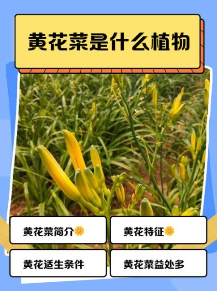 2017年黄花菜种植前景怎么样_黄花菜价格走势预测