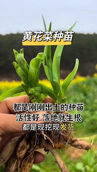 2017年黄花菜种植前景怎么样_黄花菜价格走势预测