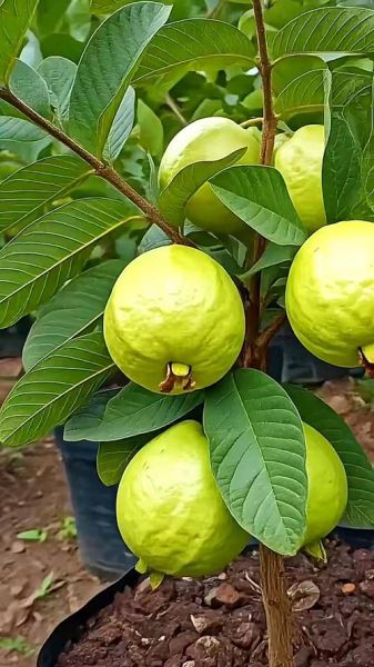 番石榴种植前景怎么样_番石榴种植赚钱吗