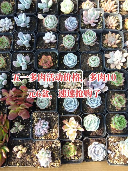 多肉植物市场前景怎么样_多肉植物赚钱吗