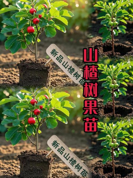 山楂种植前景怎么样_山楂深加工赚钱吗